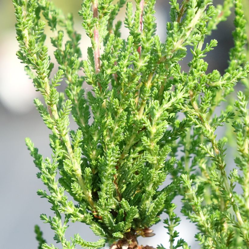 Graue Glocken-Heide - Erica cinerea (Laub)