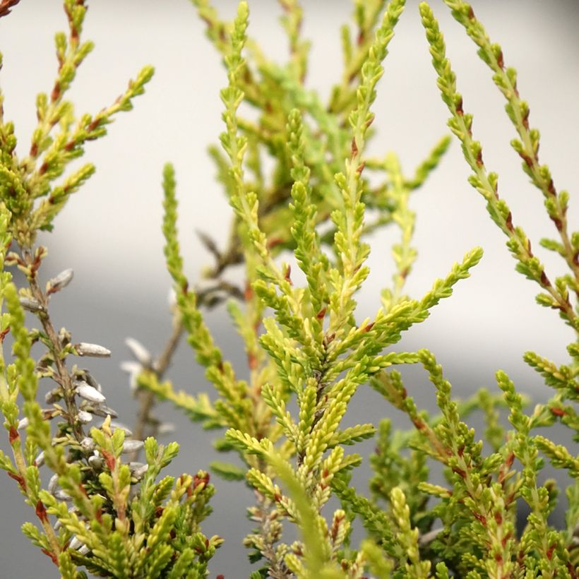 Besenheide Garden Girls Golden Angie - Calluna vulgaris (Laub)