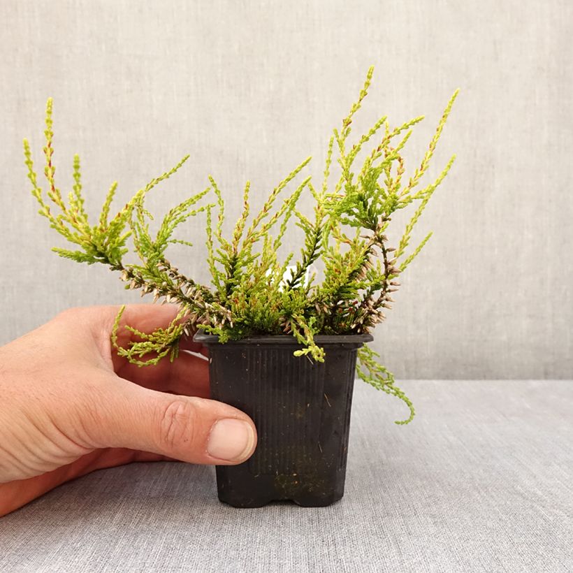 Exemplar von Besenheide Garden Girls Golden Angie - Calluna vulgaris Kleine Töpfe von 8/9 cm wie im Frühjahr geliefert