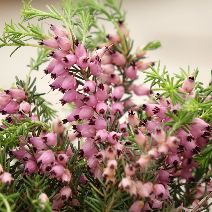Besenheide Garden Girls Pink Bettina - Calluna vulgaris (Blüte)