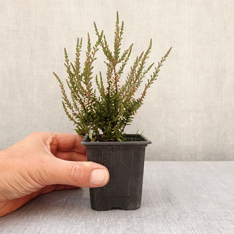 Exemplar von Besenheide Garden Girls Pink Bettina - Calluna vulgaris Kleine Töpfe von 8/9 cm wie im Frühjahr geliefert
