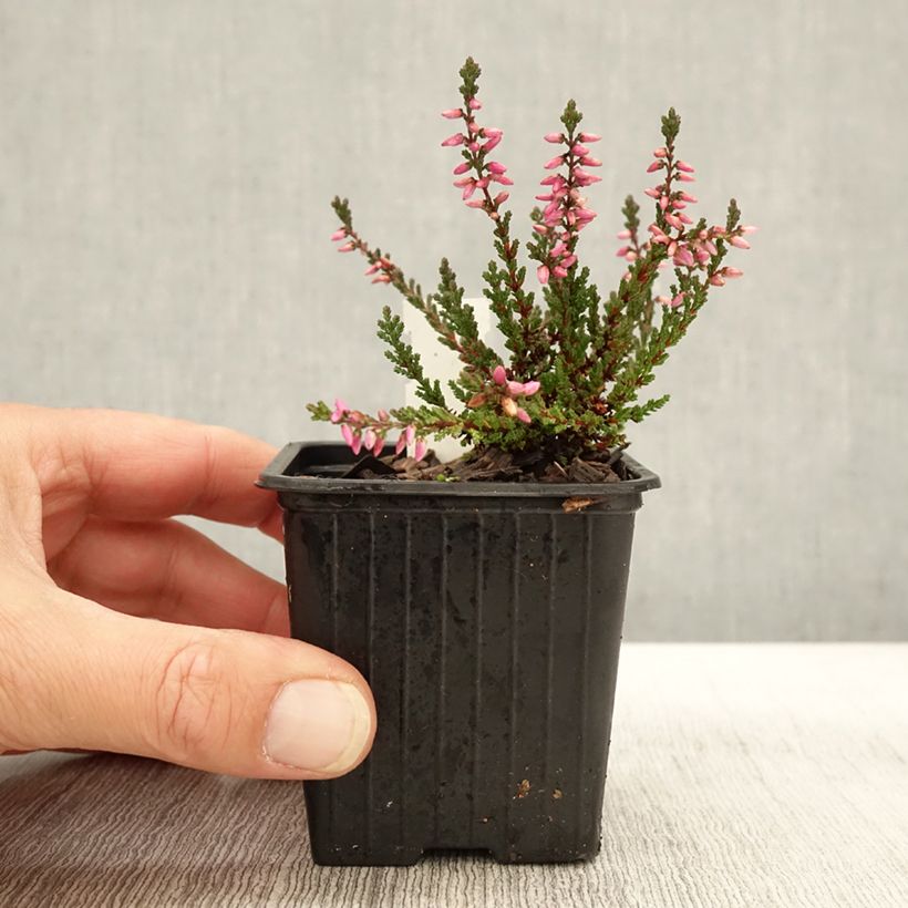 Exemplar von Besenheide Dark Beauty - Calluna vulgaris Kleine Töpfe von 8/9 cm wie im Herbst geliefert