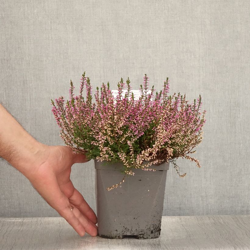 Exemplar von Besenheide Marleen - Calluna vulgaris Topf mit 2L/3L wie im Sommer geliefert
