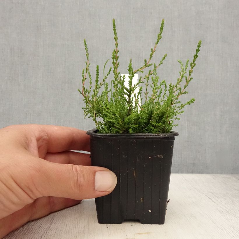 Exemplar von Besenheide Marlies - Calluna vulgaris Kleine Töpfe von 8/9 cm wie im Sommer geliefert