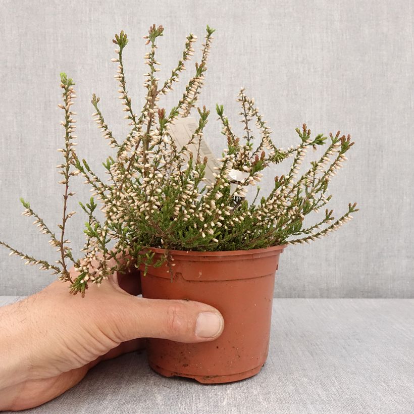 Exemplar von Besenheide Marlies - Calluna vulgaris Topf mit 1L/1,5L wie im Frühjahr geliefert