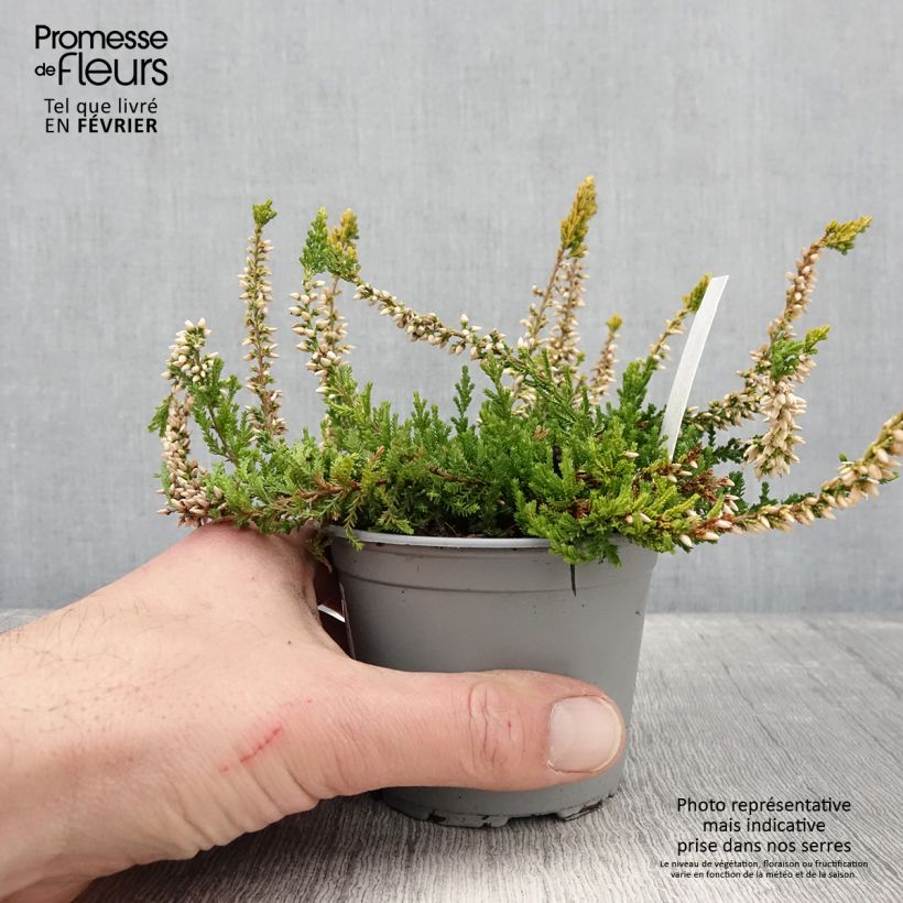 Exemplar von Besenheide Sandy - Calluna vulgaris Topf mit 2L/3L wie im Winter geliefert