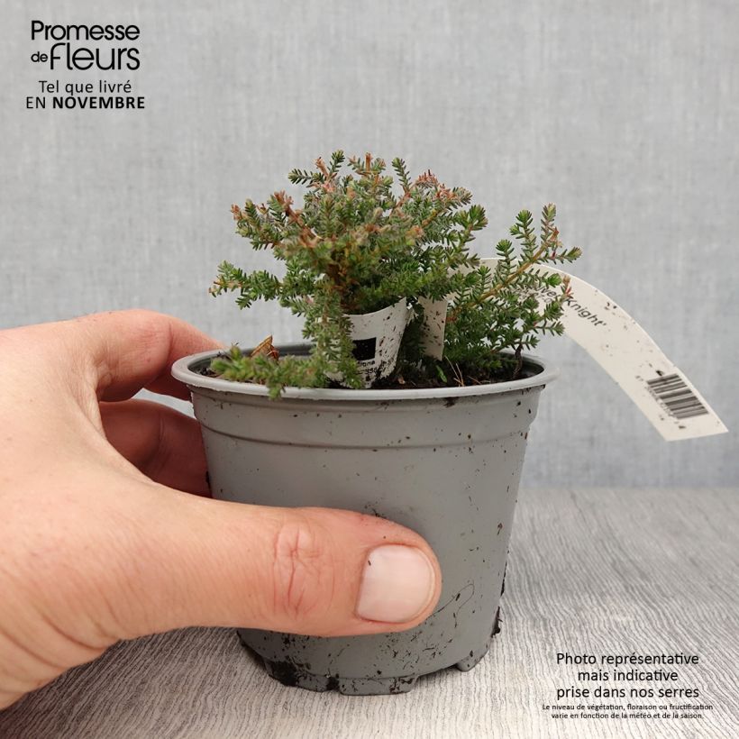 Exemplar von Besenheide Silver Knight - Calluna vulgaris Kleine Töpfe von 8/9 cm wie im Herbst geliefert