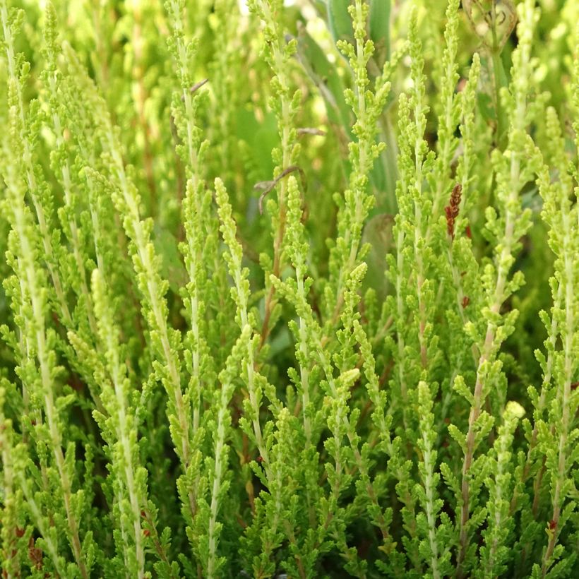 Besenheide Garden Girls Theresa - Calluna vulgaris (Laub)
