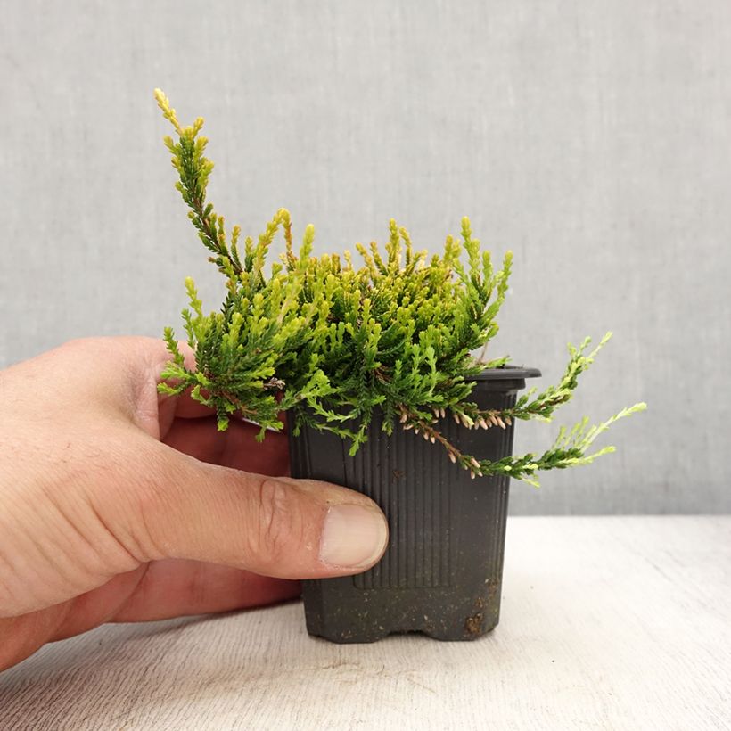 Exemplar von Besenheide Garden Girls Theresa - Calluna vulgaris Kleine Töpfe von 8/9 cm wie im Frühjahr geliefert