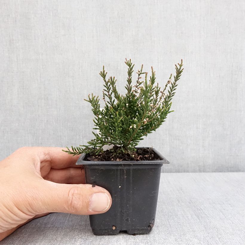 Exemplar von Besenheide Tib - Calluna vulgaris Topf 12 cm / 13 cm wie im Frühjahr geliefert