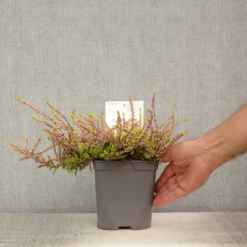Exemplar von Besenheide Wickwar Flame - Calluna vulgaris Topf mit 2L/3LGelieferte Höhe ca. 10/15cm wie im Sommer geliefert