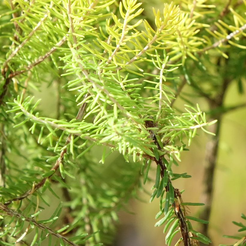 Erica griffithsii Valerie Griffiths - Heide (Laub)