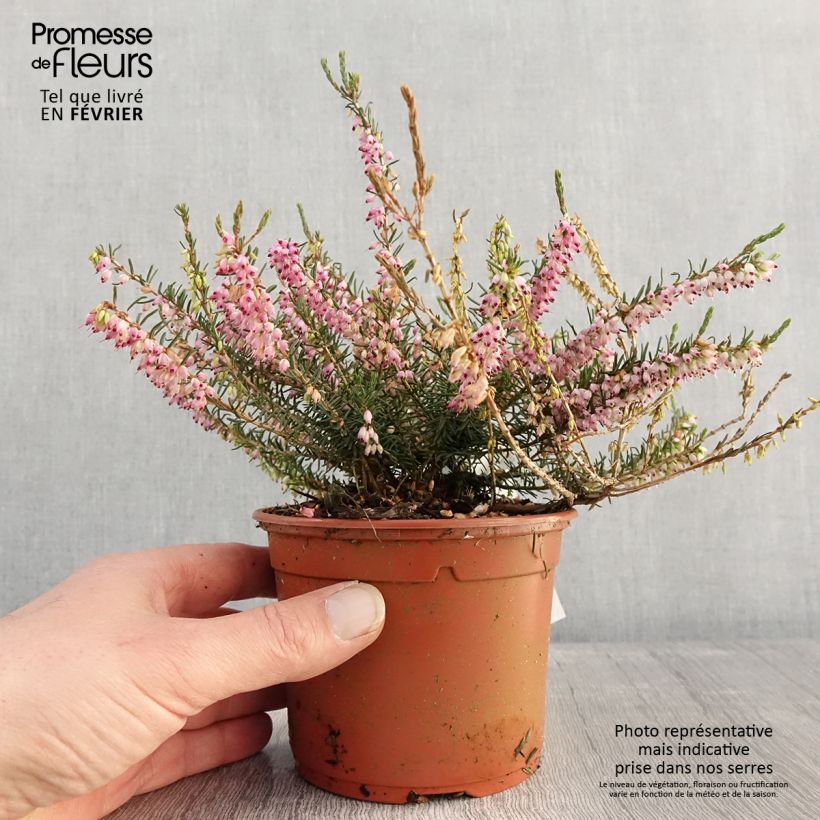 Exemplar von Winterblühende Heide Ghost Hills - Erica darleyensis Topf mit 1L/1,5L wie im Winter geliefert