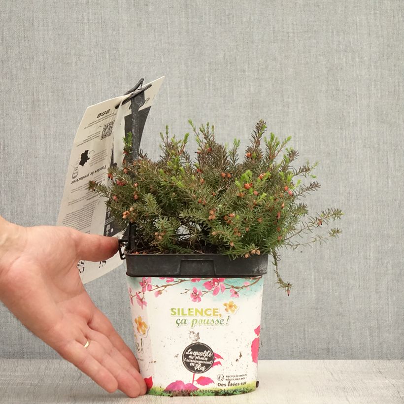 Exemplar von Winterblühende Heide Kramer's Rote - Erica darleyensis Topf mit 2L/3L wie im Sommer geliefert