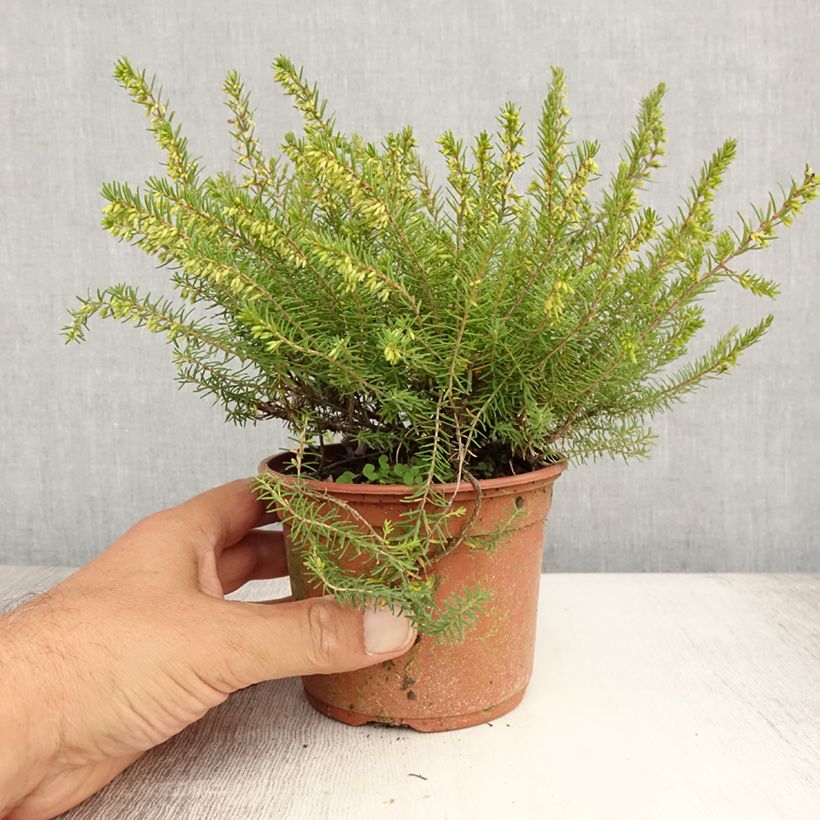 Exemplar von Winterblühende Heide Silberschmelze - Erica darleyensis Kleine Töpfe von 8/9 cm wie im Sommer geliefert