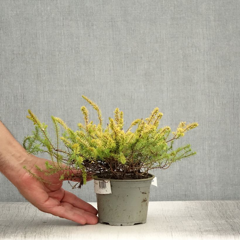 Exemplar von Winterblühende Heide Stieneke - Erica darleyensis Topf 12 cm / 13 cm wie im Sommer geliefert