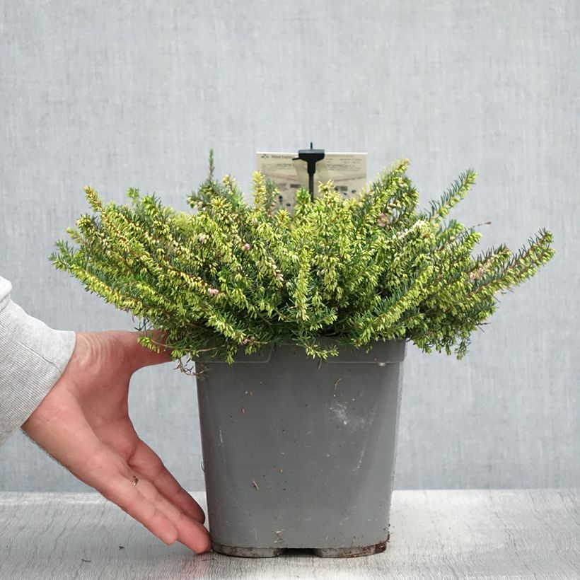 Exemplar von Winterblühende Heide Trio - Erica darleyensis Topf mit 3L/4L wie im Sommer geliefert