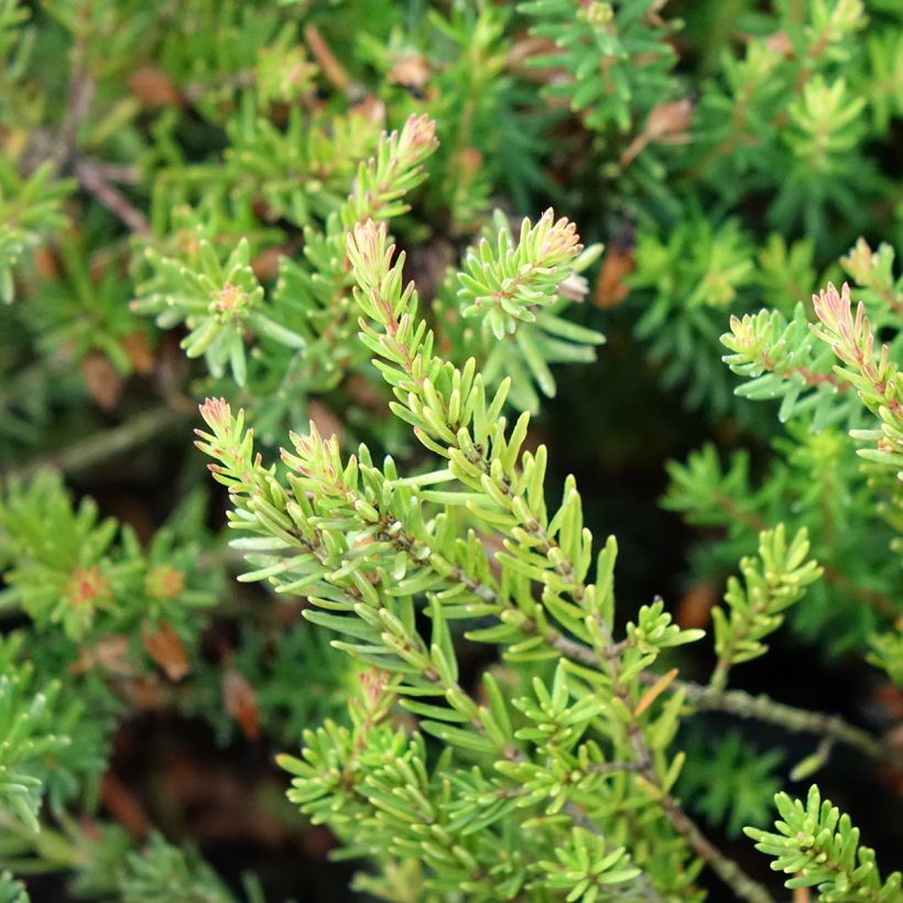 Schnee-Heide Ruby Glow - Erica carnea (Laub)