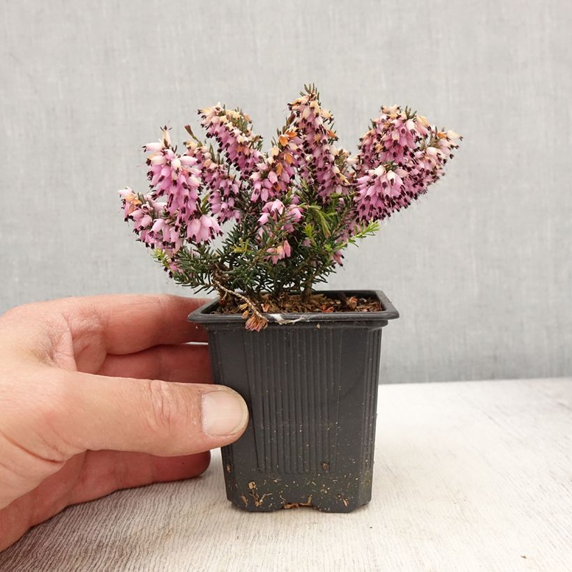 Exemplar von Schnee-Heide Ruby Glow - Erica carnea Kleine Töpfe von 8/9 cm wie im Frühjahr geliefert