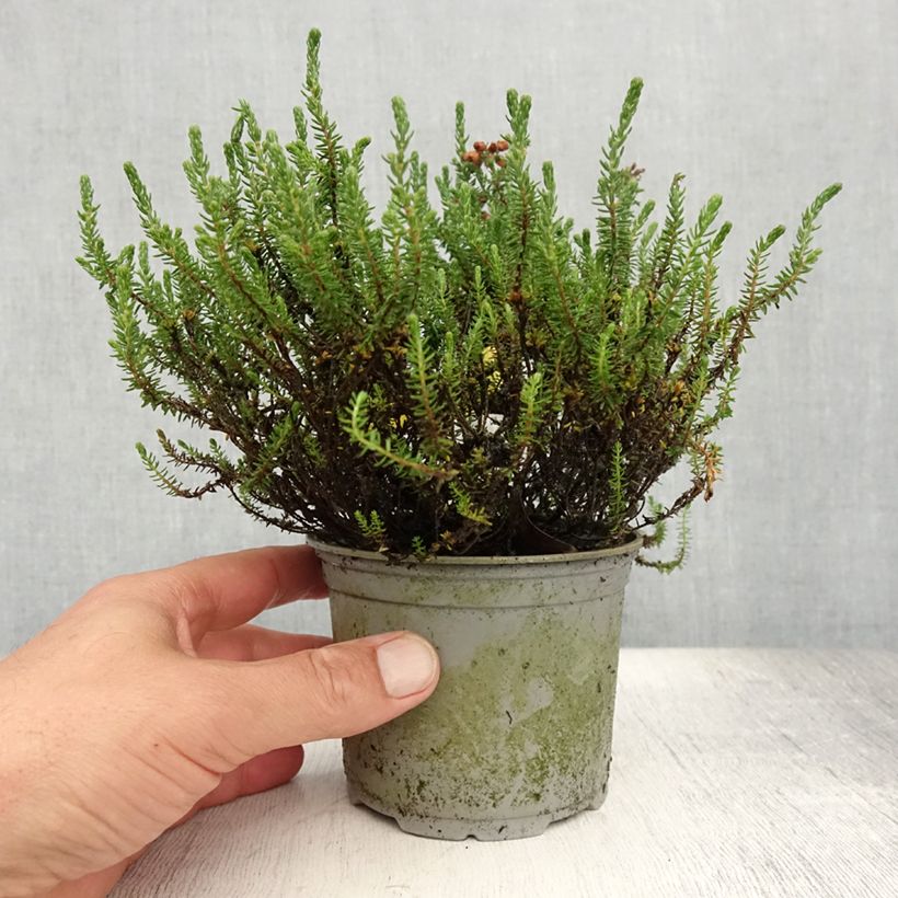 Exemplar von Echte Glocken-Heide - Erica tetralix Topf 12 cm / 13 cm wie im Sommer geliefert