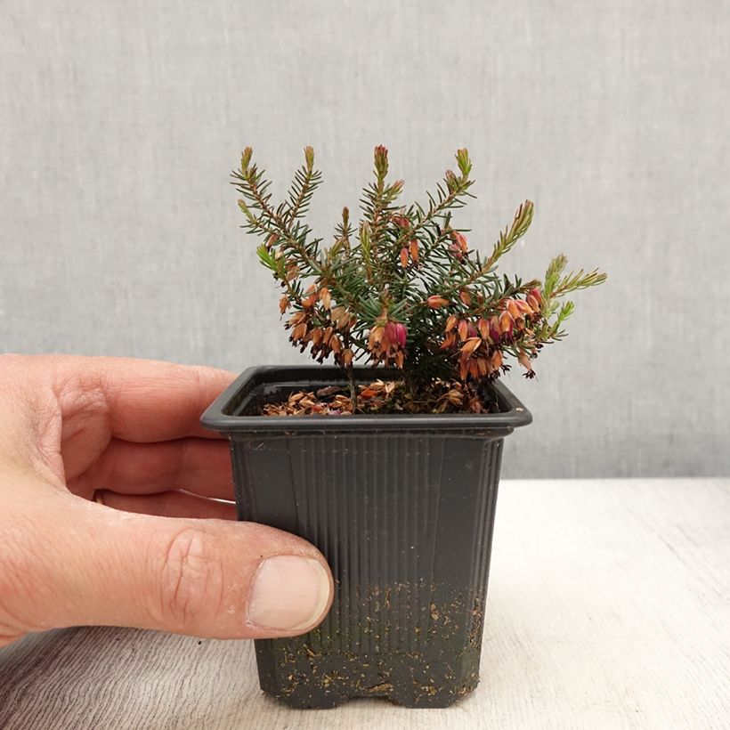 Exemplar von Schnee-Heide Eva - Erica carnea Kleine Töpfe von 8/9 cm wie im Frühjahr geliefert