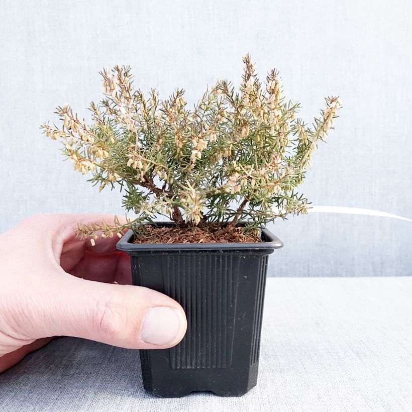 Exemplar von Winterblühende Heide Jenny Porter - Erica darleyensis Kleine Töpfe von 8/9 cm wie im Winter geliefert