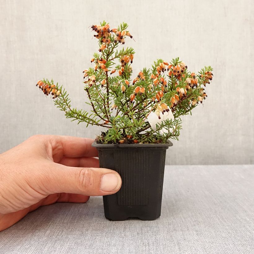 Exemplar von Schnee-Heide Snow Queen - Erica carnea Kleine Töpfe von 8/9 cm wie im Frühjahr geliefert