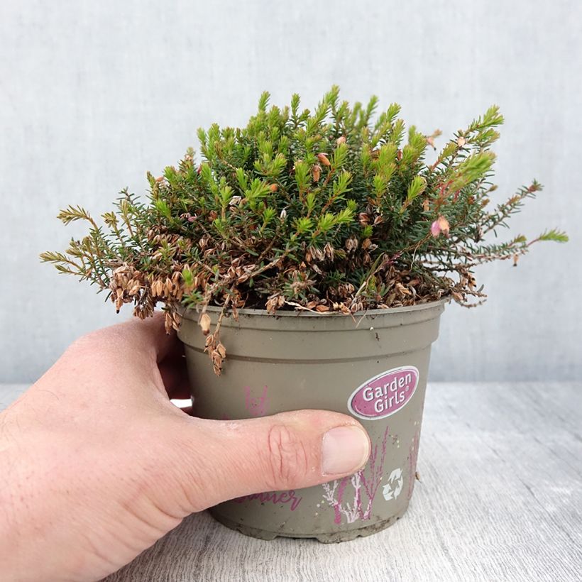 Exemplar von Schnee-Heide Winterfreude - Erica carnea Topf mit 1L/1,5L wie im Frühjahr geliefert