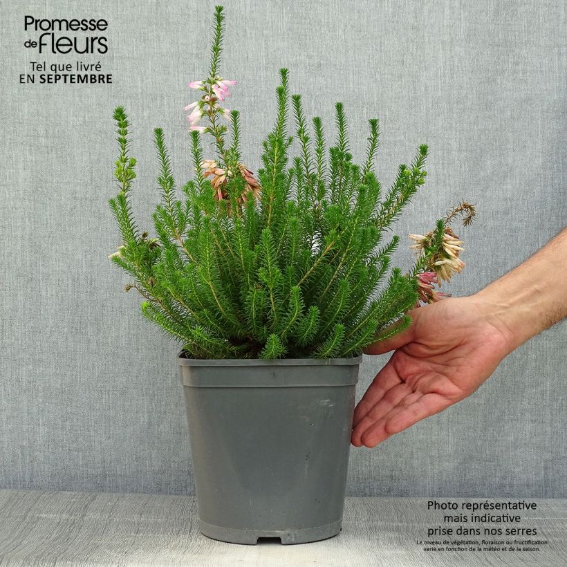 Exemplar von Heidekraut - Erica verticillata Topf mit 4L/5L wie im Herbst geliefert