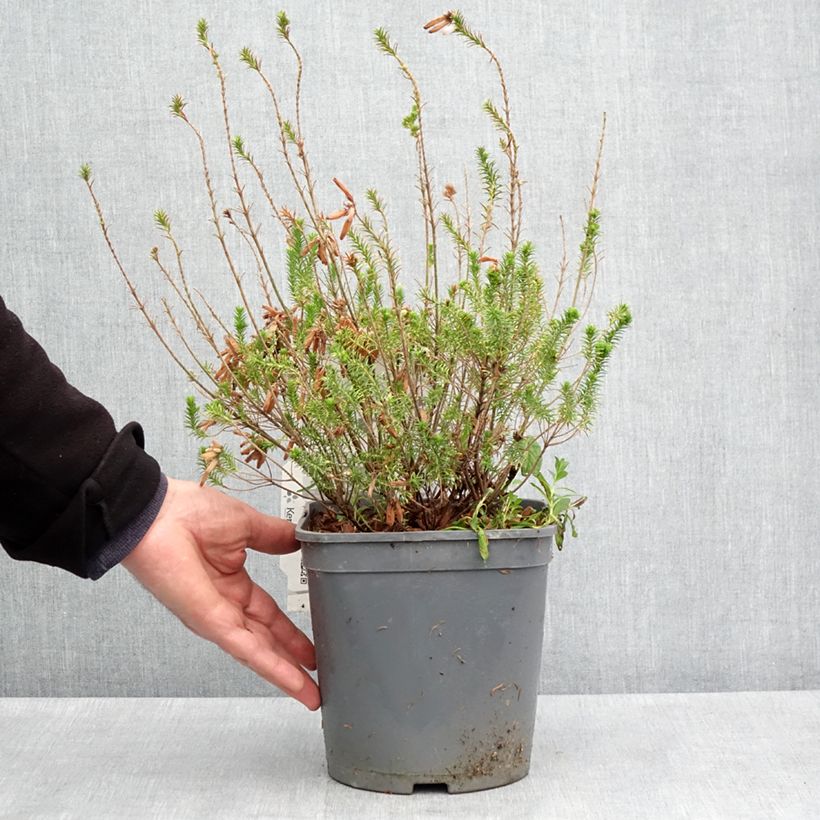 Exemplar von Heidekraut - Erica verticillata Topf mit 4L/5LGelieferte Höhe ca. 30cm wie im Frühjahr geliefert