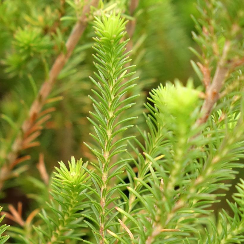 Heidekraut - Erica verticillata (Laub)
