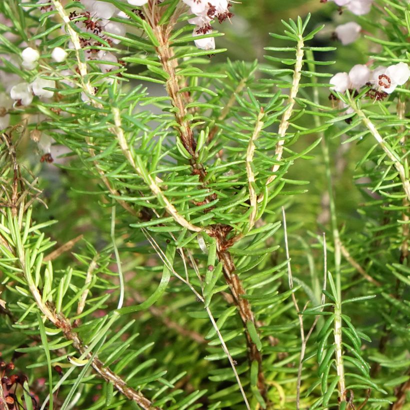 Cornwall-Heide Mrs D.F. Maxwell - Erica vagans (Laub)