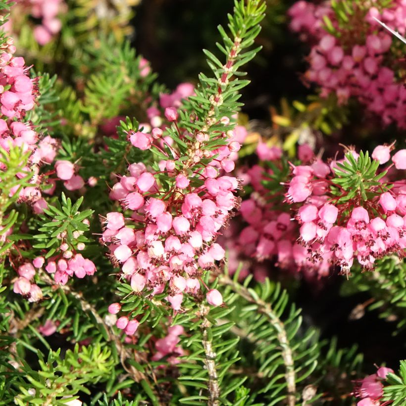 Cornwall-Heide Mrs D.F. Maxwell - Erica vagans (Blüte)