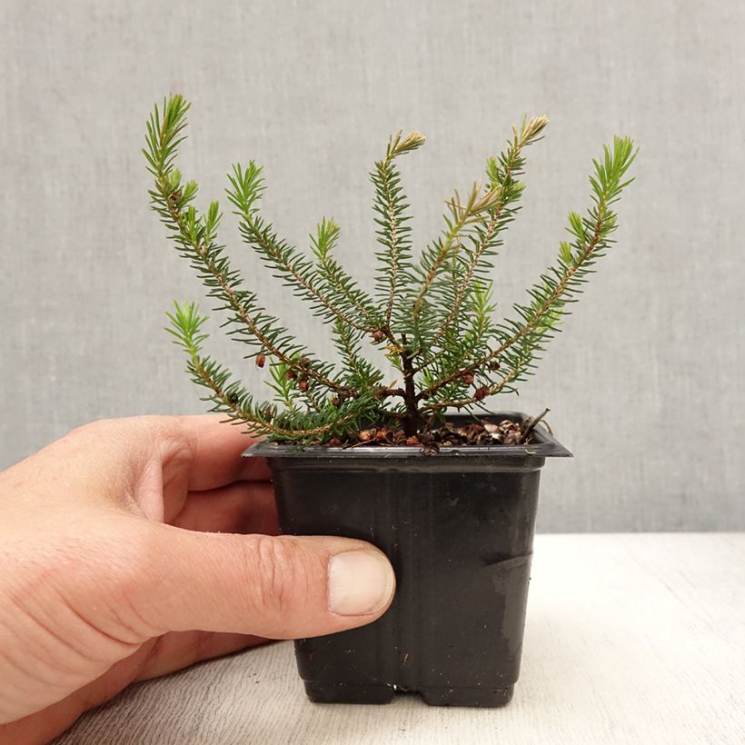 Exemplar von Cornwall-Heide Mrs D.F. Maxwell - Erica vagans Kleine Töpfe von 8/9 cm wie im Frühjahr geliefert
