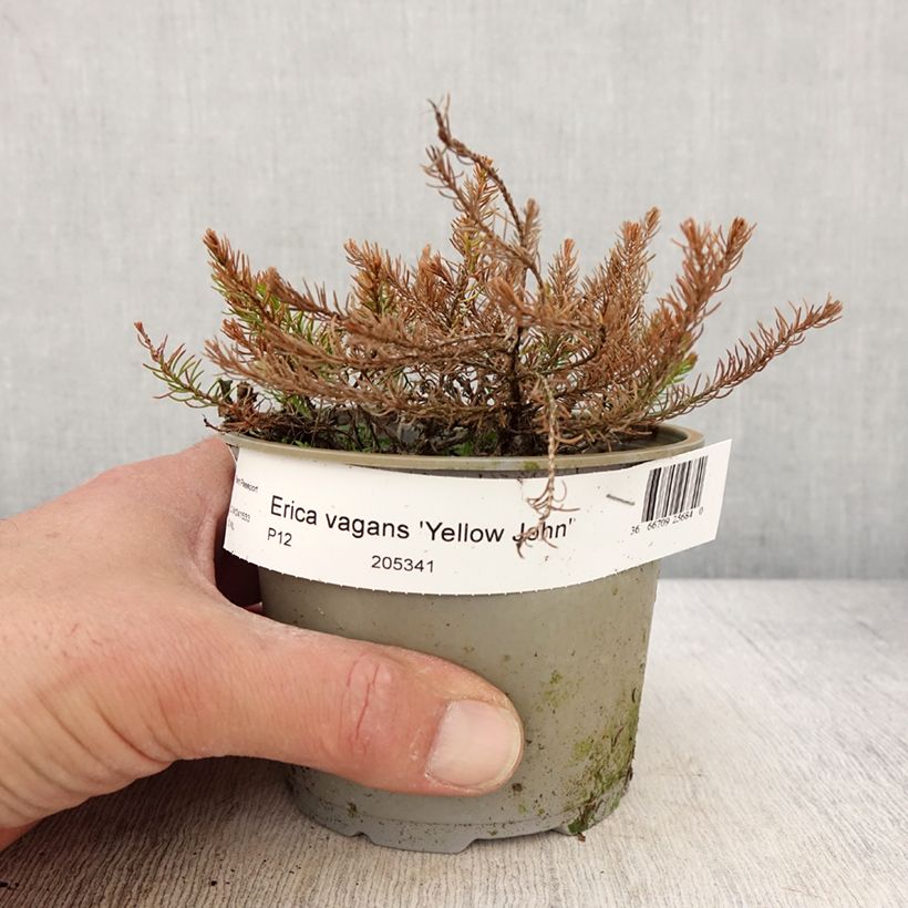 Exemplar von Cornwall-Heide Yellow John - Erica vagans Topf 12 cm / 13 cm wie im Frühjahr geliefert