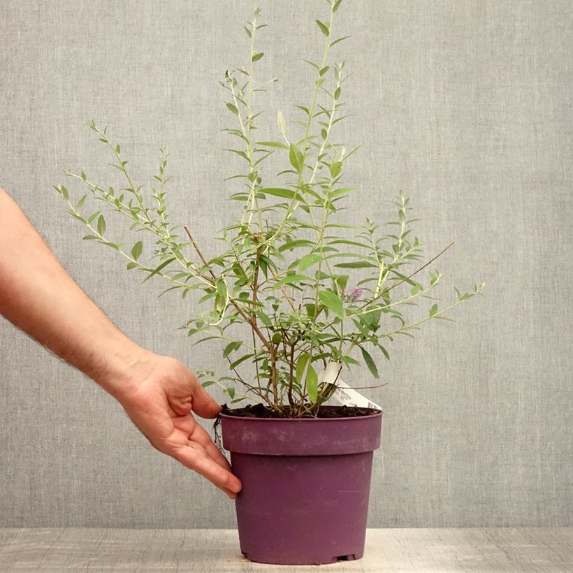 Exemplar von Buddleja alternifolia - Wechselblättriger Sommerflieder Topf mit 3L/4L wie im Sommer geliefert