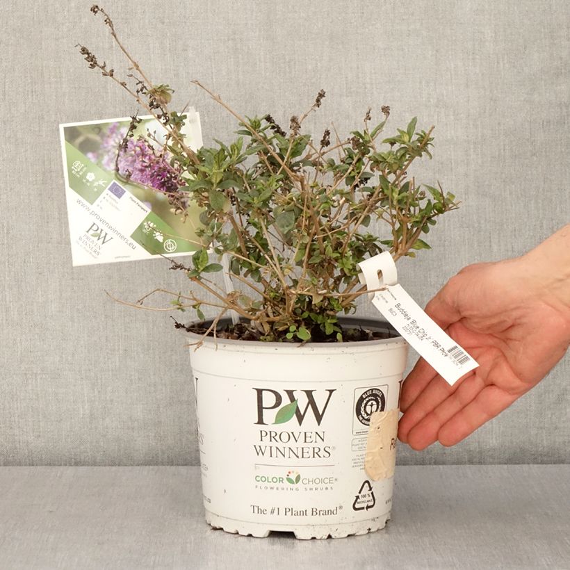 Exemplar von Buddleia Blue Chip Jr - Sommerflieder Topf mit 2L/3L wie im Frühjahr geliefert