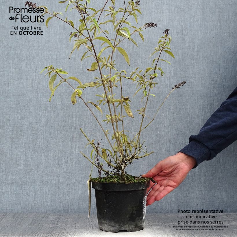 Exemplar von Buddleja davidii Harlequin - Sommerflieder Topf mit 2L/3L wie im Herbst geliefert
