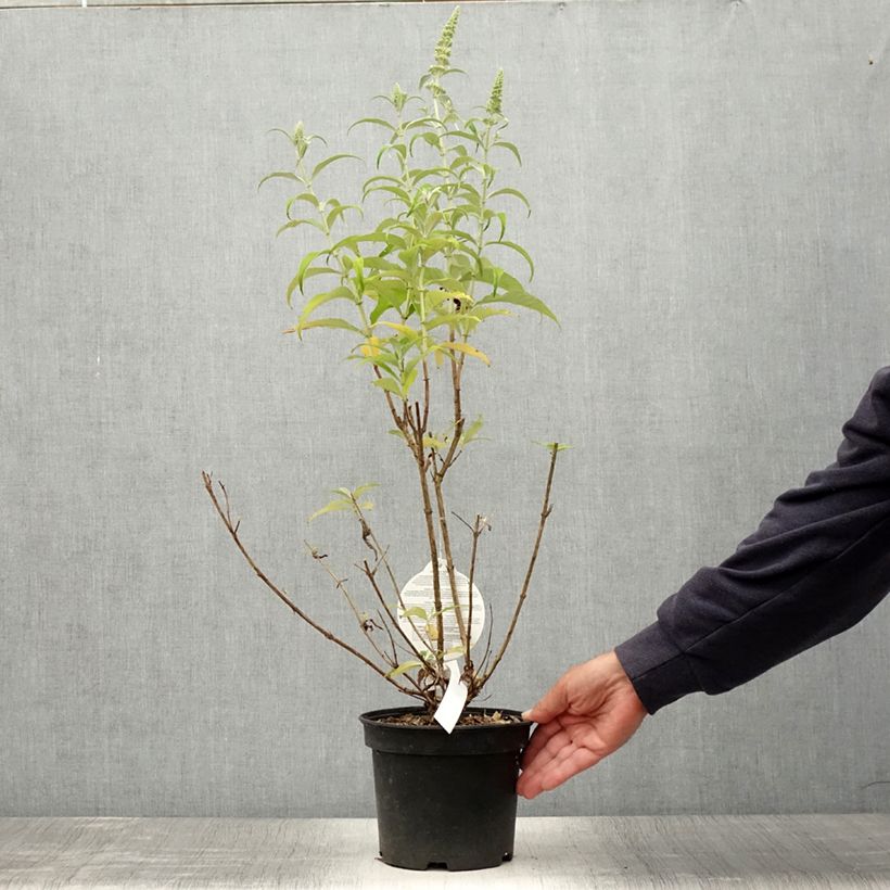 Exemplar von Buddleja davidii Marbled White - Sommerflieder Topf mit 2L/3L wie im Sommer geliefert