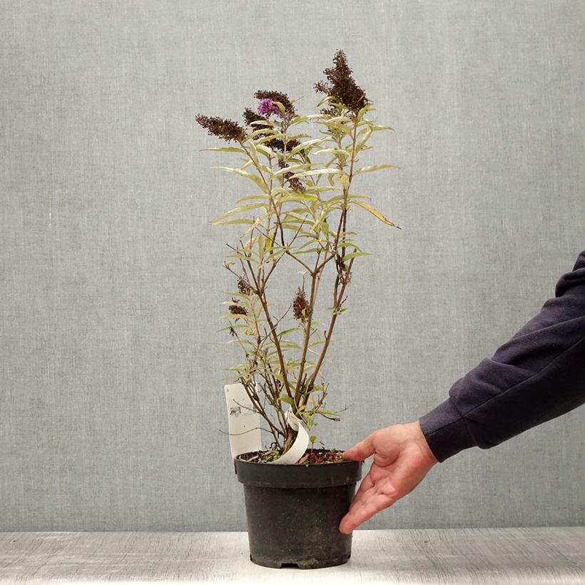 Exemplar von Buddleja davidii Purple Emperor - Sommerflieder Topf mit 2L/3L wie im Sommer geliefert