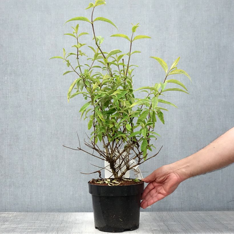Exemplar von Buddleja davidii Santana - Sommerflieder Topf mit 2L/3L wie im Sommer geliefert