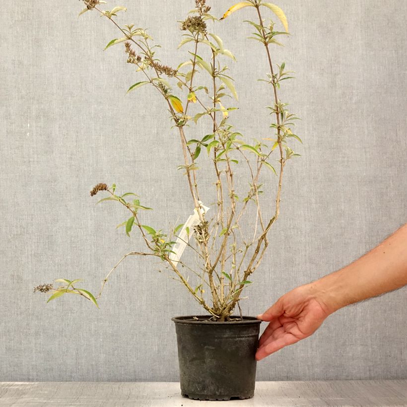 Exemplar von Buddleja davidii Sophie - Sommerflieder Topf mit 2L/3L wie im Sommer geliefert