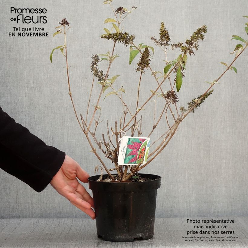 Exemplar von Buddleja davidii Summer Beauty - Sommerflieder Topf mit 2L/3L wie im Herbst geliefert