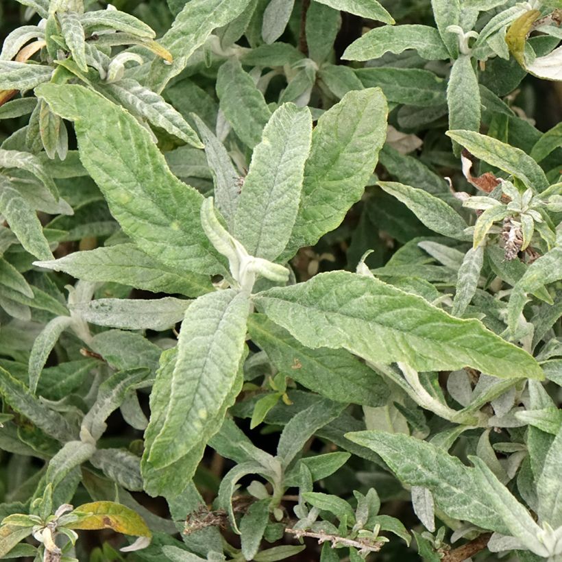 Buddleja davidii White Ball - Sommerflieder (Laub)