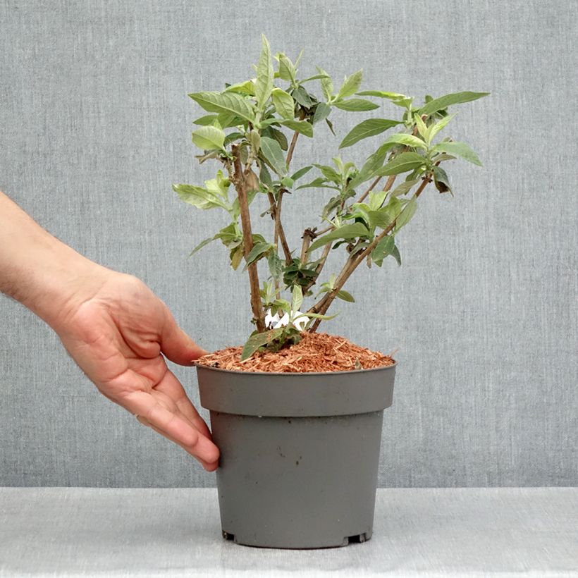 Exemplar von Buddleja Flower Power - Sommerflieder Topf mit 3L/4LGelieferte Höhe ca. 40/50cm wie im Frühjahr geliefert