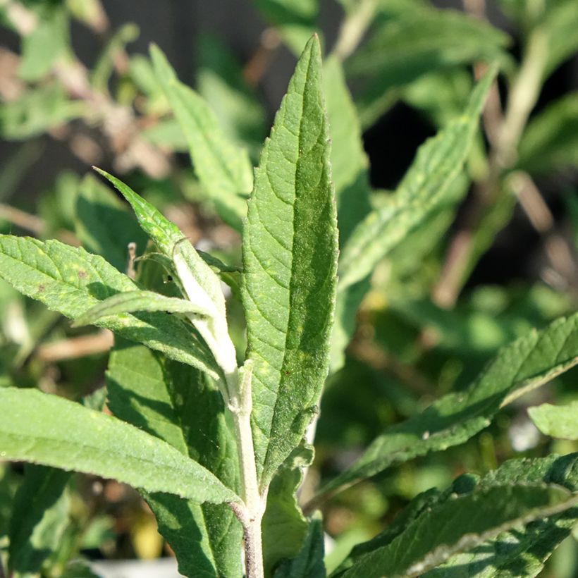 Buddleja davidii Free Petite Lavender Flow - Sommerflieder (Laub)