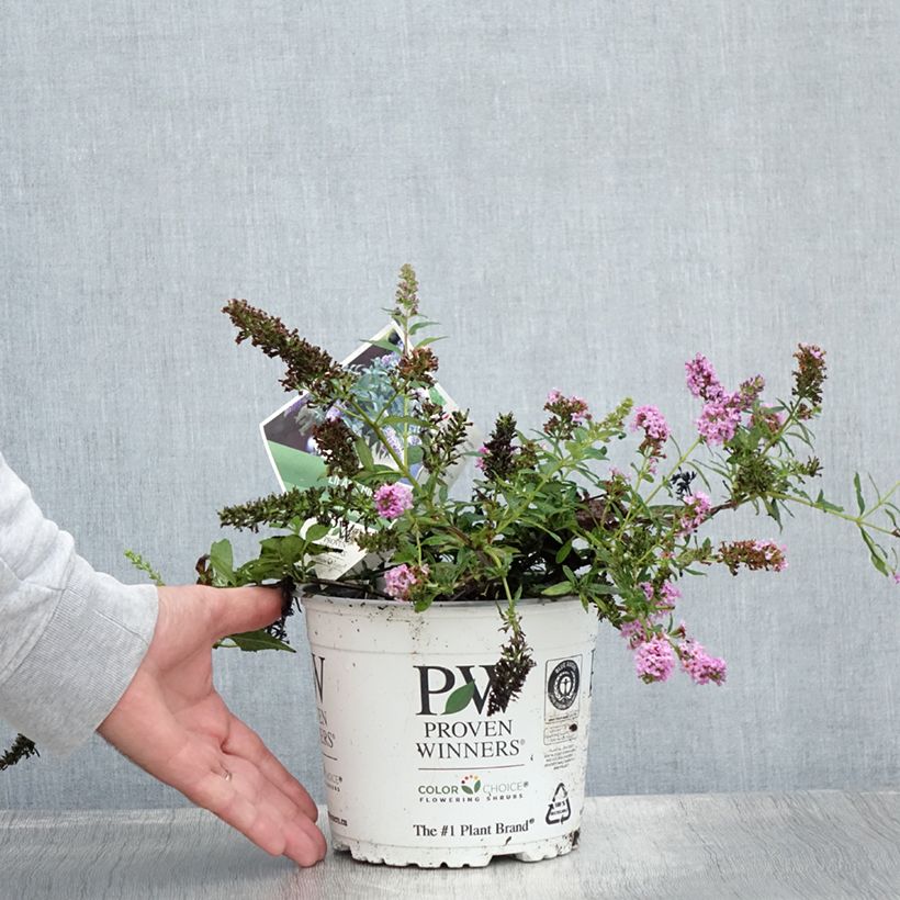 Exemplar von Buddleja davidii Lilac Chip - Sommerflieder Topf mit 2L/3L wie im Sommer geliefert