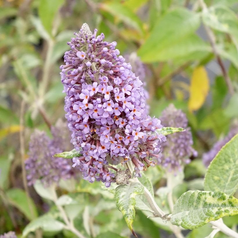 Buddleja Lochinch - Sommerflieder (Blüte)