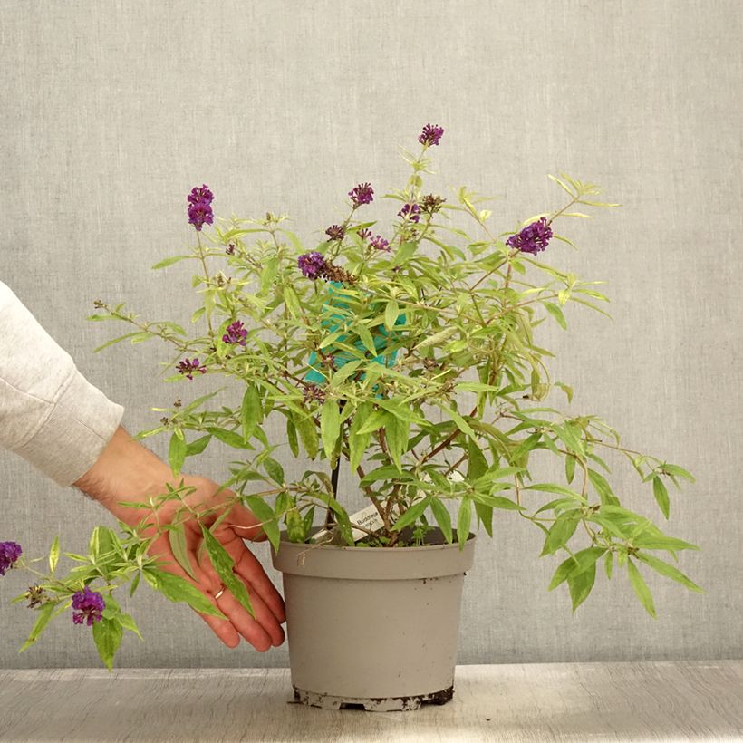 Exemplar von Buddleia Magda's Gold Knight - Sommerflieder Topf mit 3L/4L wie im Herbst geliefert