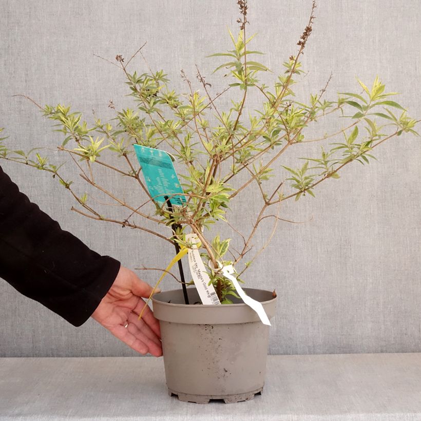 Exemplar von Buddleia Magda's Gold Knight - Sommerflieder Topf mit 3L/4LGelieferte Höhe ca. 40/50cm wie im Frühjahr geliefert
